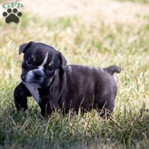 Amber, English Bulldog Puppy
