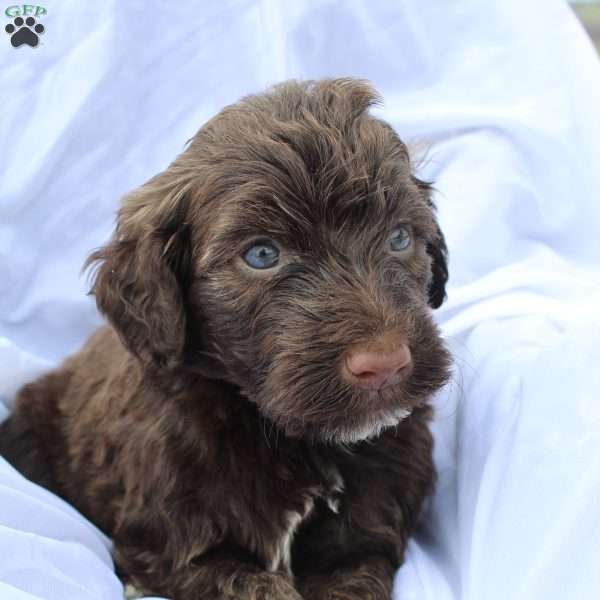 Milo, Portuguese Water Dog Puppy