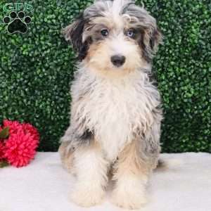 Macy, Mini Bernedoodle Puppy
