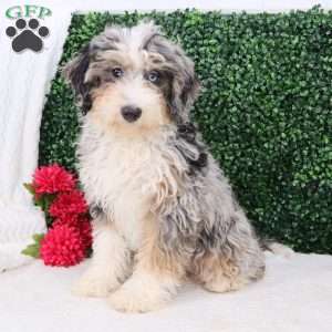 Macy, Mini Bernedoodle Puppy