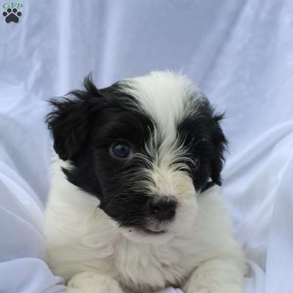 Zelia, Portuguese Water Dog Puppy