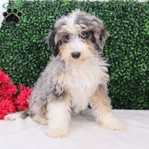 Macy, Mini Bernedoodle Puppy