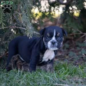 Amber, English Bulldog Puppy