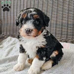 Zeke, Mini Bernedoodle Puppy