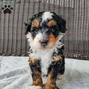 Zane, Mini Bernedoodle Puppy