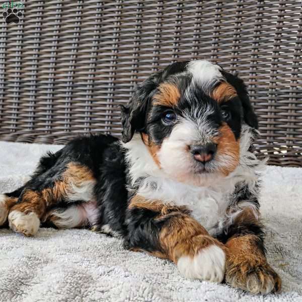 Zane, Mini Bernedoodle Puppy