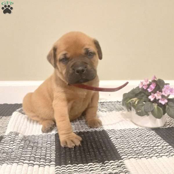 Cosmo, Bullmastiff Puppy