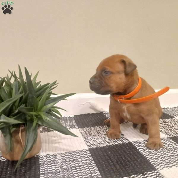 Casper, Bullmastiff Puppy