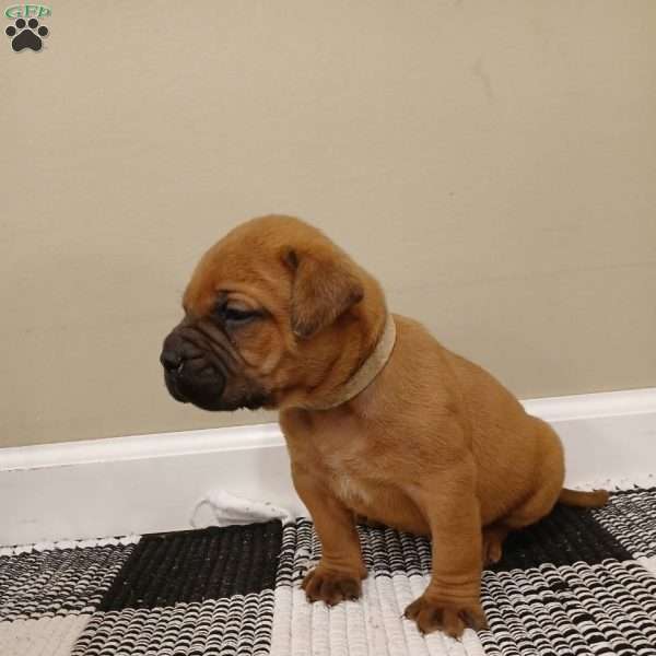 Clover, Bullmastiff Puppy