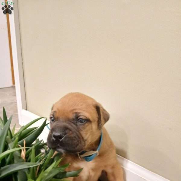 Callie, Bullmastiff Puppy