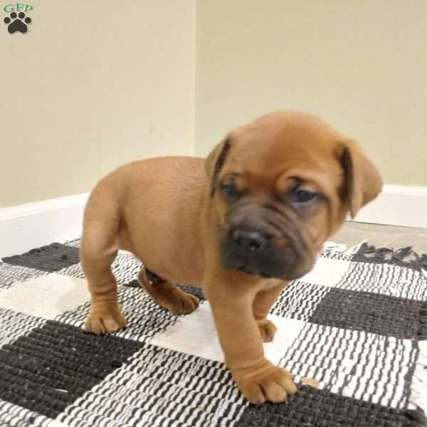 Captain, Bullmastiff Puppy