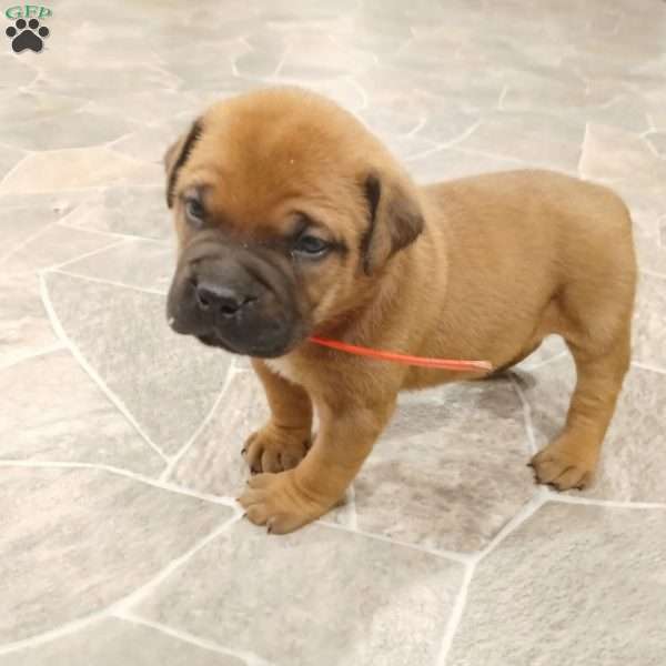 Claire, Bullmastiff Puppy
