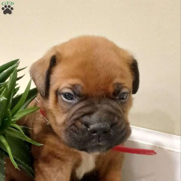 Cruze, Bullmastiff Puppy