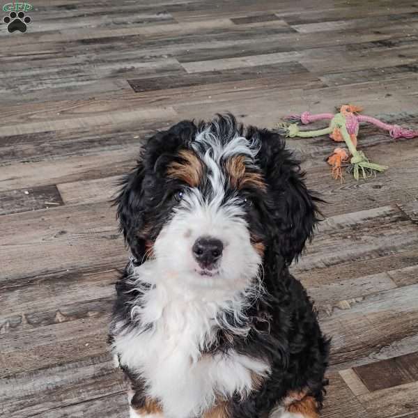 Van, Mini Bernedoodle Puppy