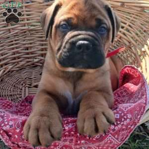 Cruze, Bullmastiff Puppy
