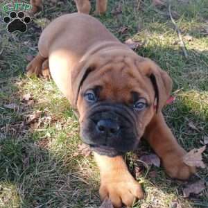 Cruze, Bullmastiff Puppy