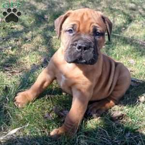 Chloe, Bullmastiff Puppy