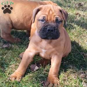 Chloe, Bullmastiff Puppy