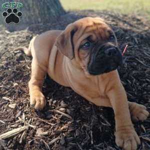 Cosmo, Bullmastiff Puppy