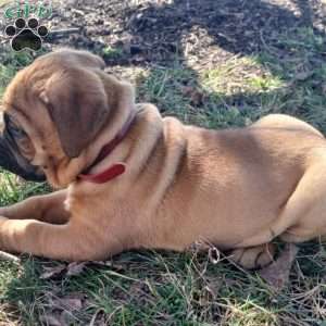 Cosmo, Bullmastiff Puppy