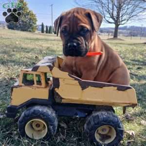 Casper, Bullmastiff Puppy