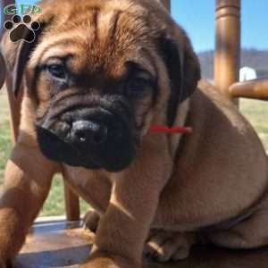 Claire, Bullmastiff Puppy
