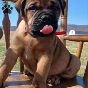 Claire, Bullmastiff Puppy