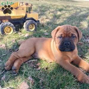 Captain, Bullmastiff Puppy