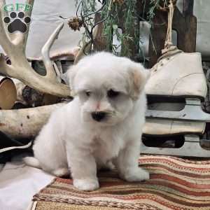 Max, Maltese Puppy