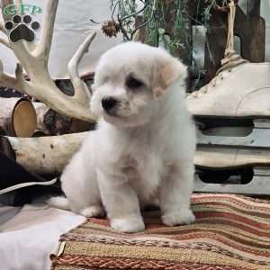 Max, Maltese Puppy