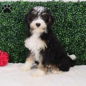 Indi, Mini Bernedoodle Puppy