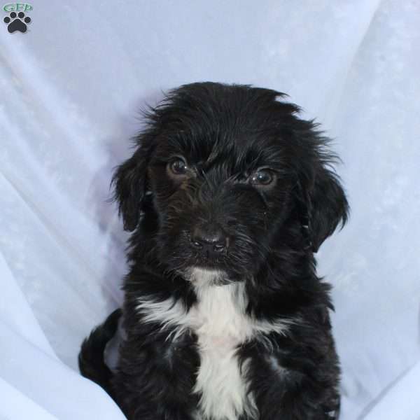 Bentley, Portuguese Water Dog Puppy