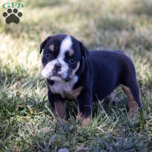 Arrow, English Bulldog Puppy