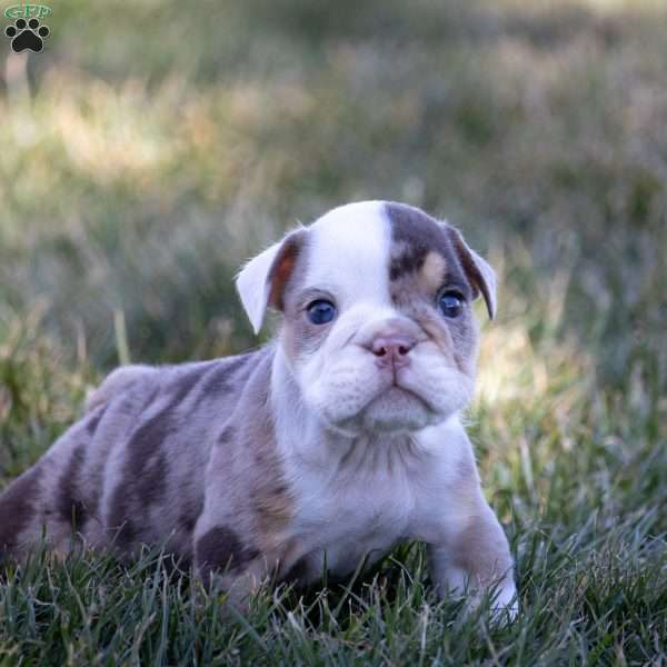 Aiden, English Bulldog Puppy