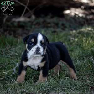 Arrow, English Bulldog Puppy