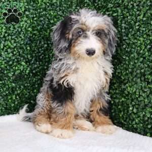 Chloe, Mini Bernedoodle Puppy