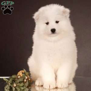 Adria, Samoyed Puppy