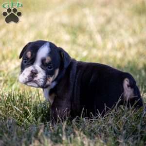 Arrow, English Bulldog Puppy