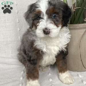 Liam, Mini Bernedoodle Puppy