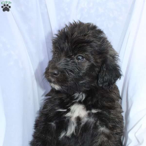 Ottis, Portuguese Water Dog Puppy