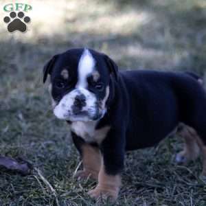 Arrow, English Bulldog Puppy