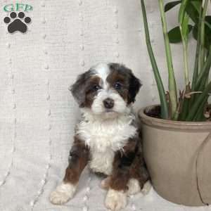 Liam, Mini Bernedoodle Puppy