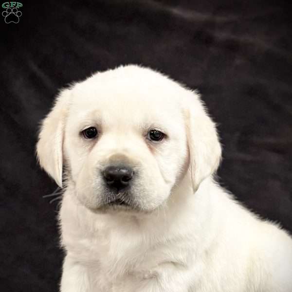 Ginger, Yellow Labrador Retriever Puppy