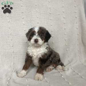 Liam, Mini Bernedoodle Puppy