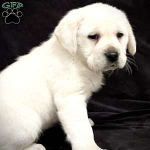 Ginger, Yellow Labrador Retriever Puppy