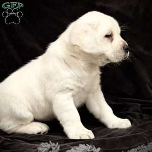 Ginger, Yellow Labrador Retriever Puppy