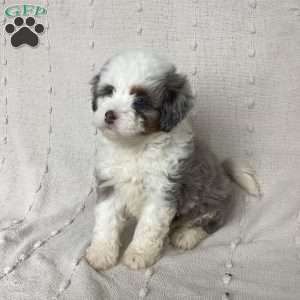 Lila, Mini Bernedoodle Puppy