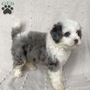 Lila, Mini Bernedoodle Puppy