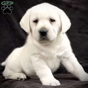 Gemma, Yellow Labrador Retriever Puppy