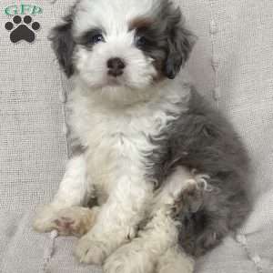 Lila, Mini Bernedoodle Puppy